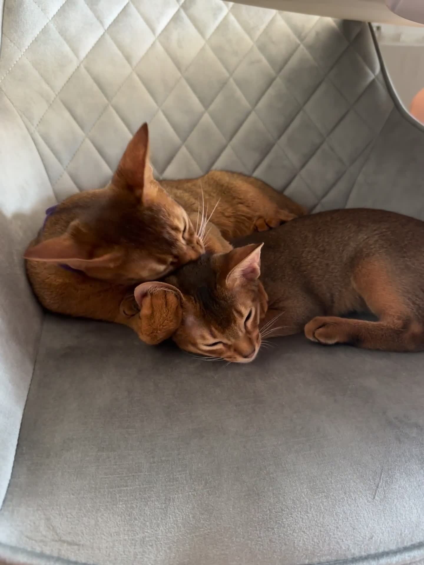 Abyssinian cats for sale: Perfect Boy Ready to Go 😻💙 - Video 3