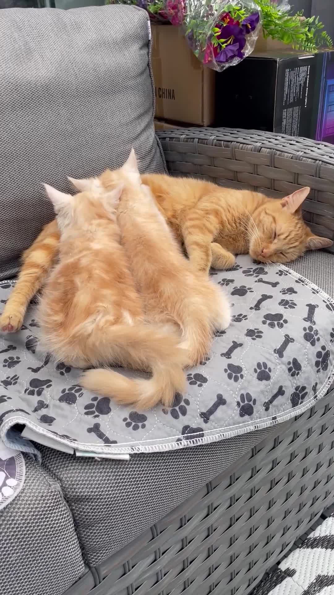 Maine Coon cats for sale: Maine Coon Cross Kittens 3 Girls , 2 Boys - Video 2