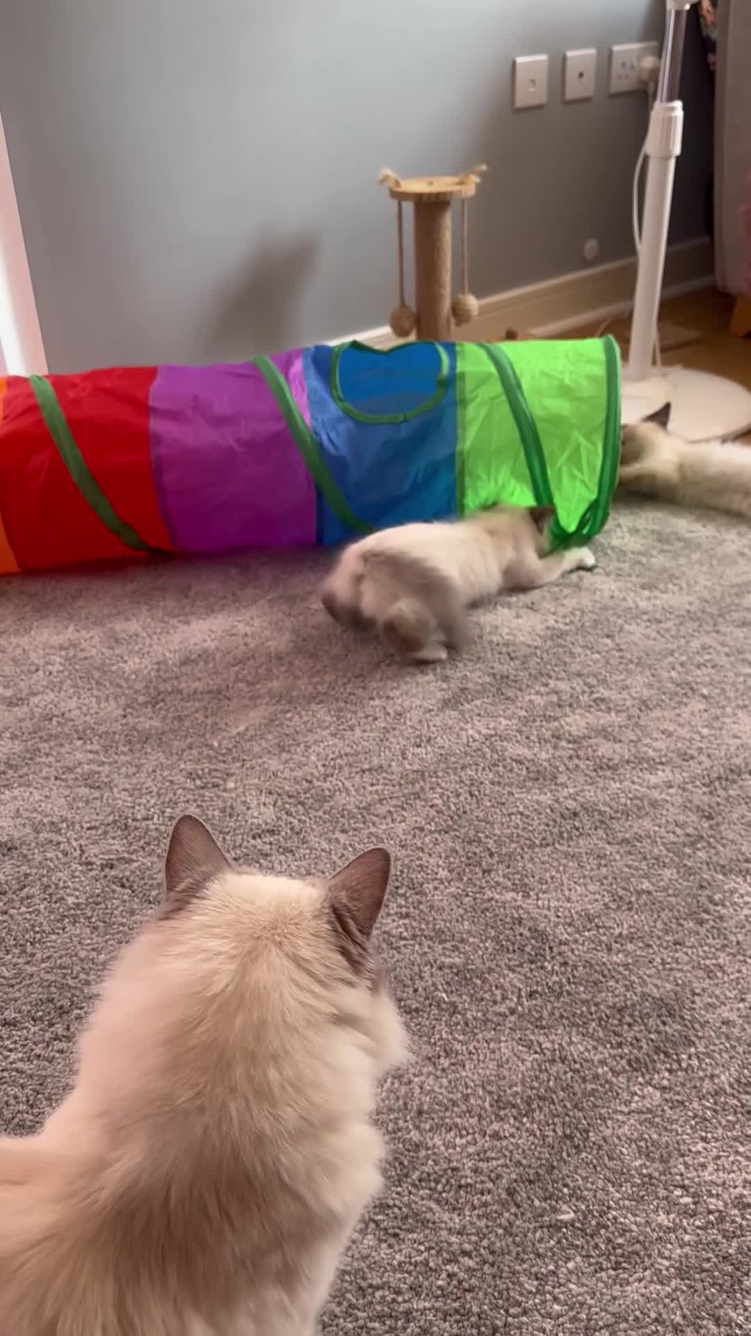 Ragdoll cats for sale: Cute Ragdoll Kittens for sale - Video 2