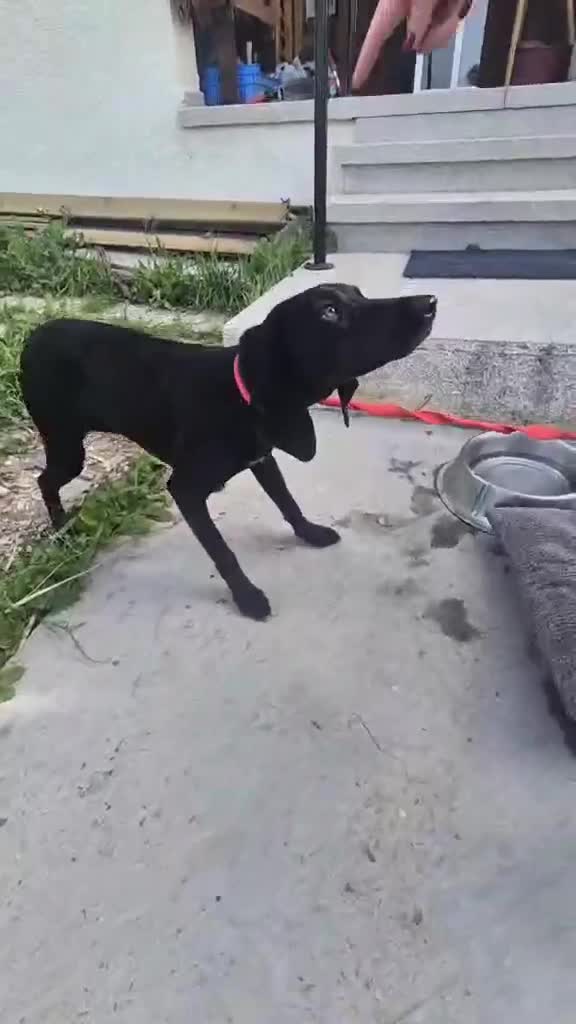 Mixed Breed dogs for adoption:  Flora ♥️  in Bognor Regis - Video 2