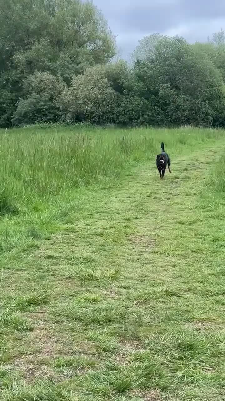 Rottweiler dogs for stud: Proven HEALTH TESTED KC registered Rottweiler stud in Witney - Video 1