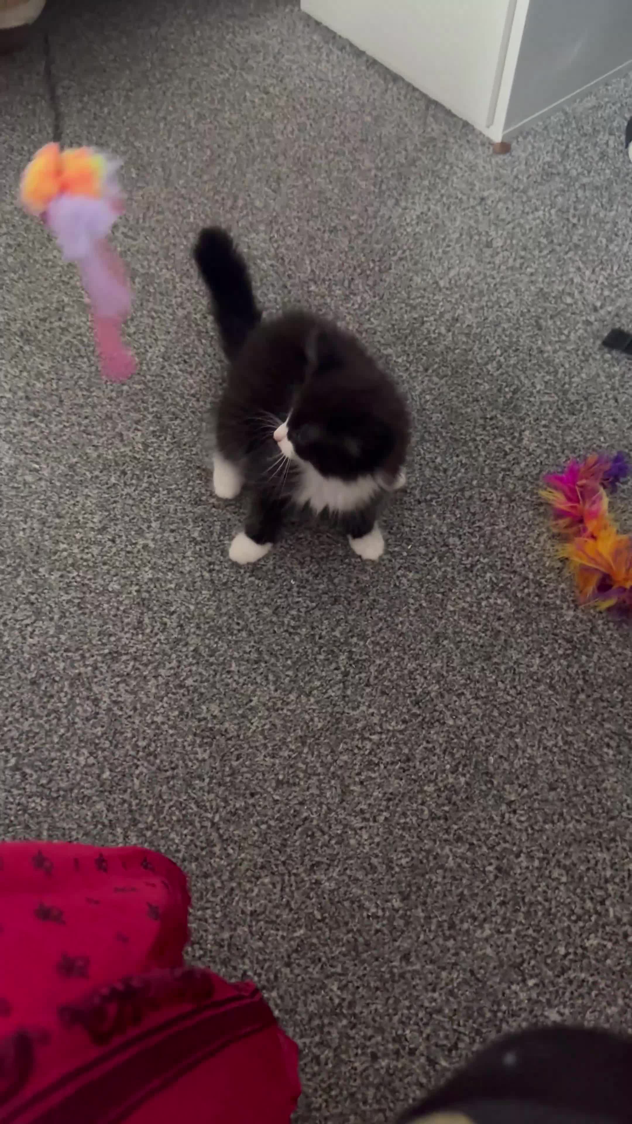 Mixed Breed cats for sale: Beautiful kittens for sale - Video 3