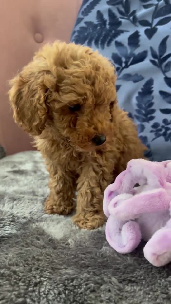 Toy Poodle dogs for sale: Beautiful KC Registered Toy Poodle Puppies  - Video 1
