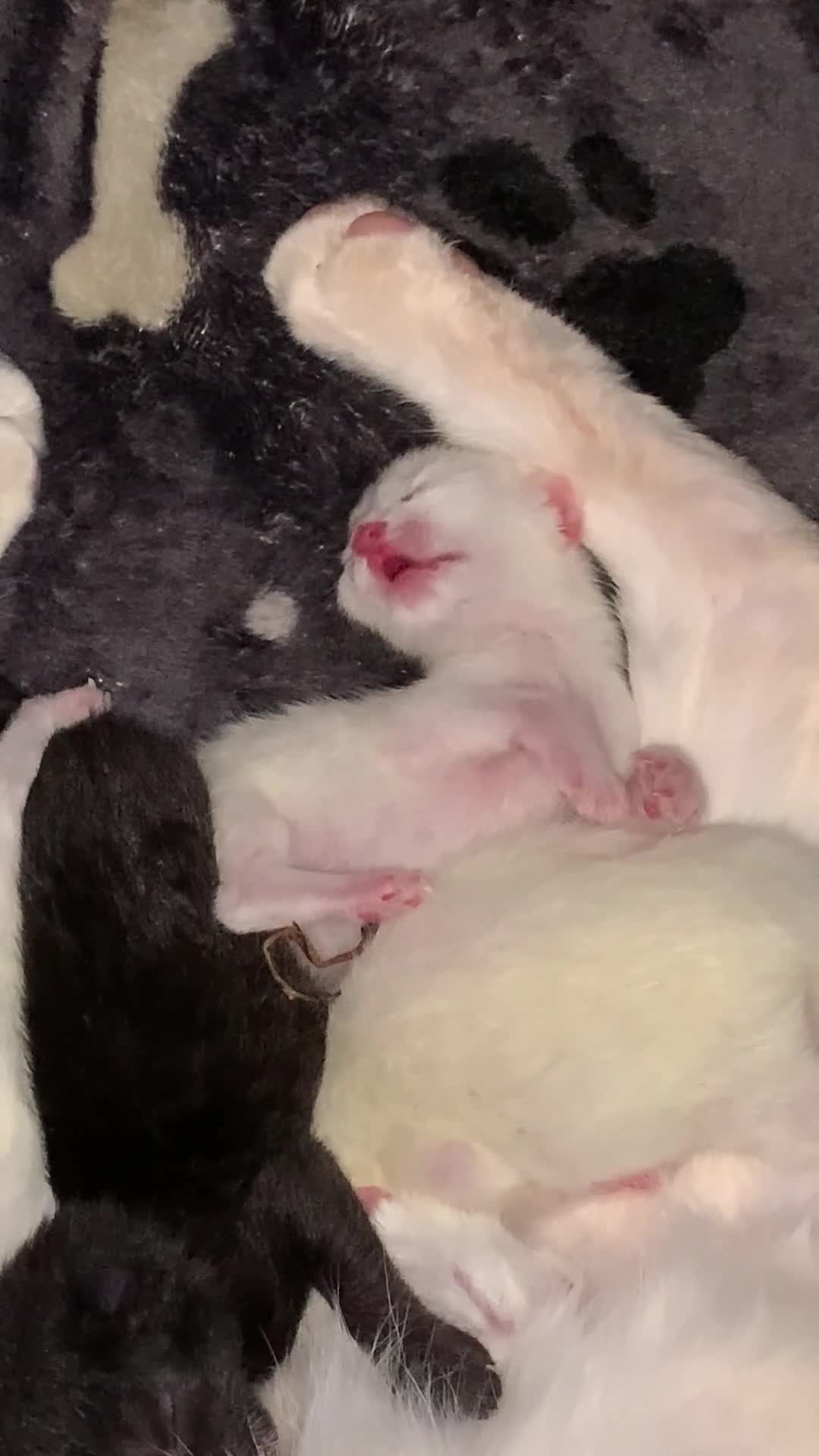 Mixed Breed cats for sale: Kieetens for sale  in Walsall - Video 1
