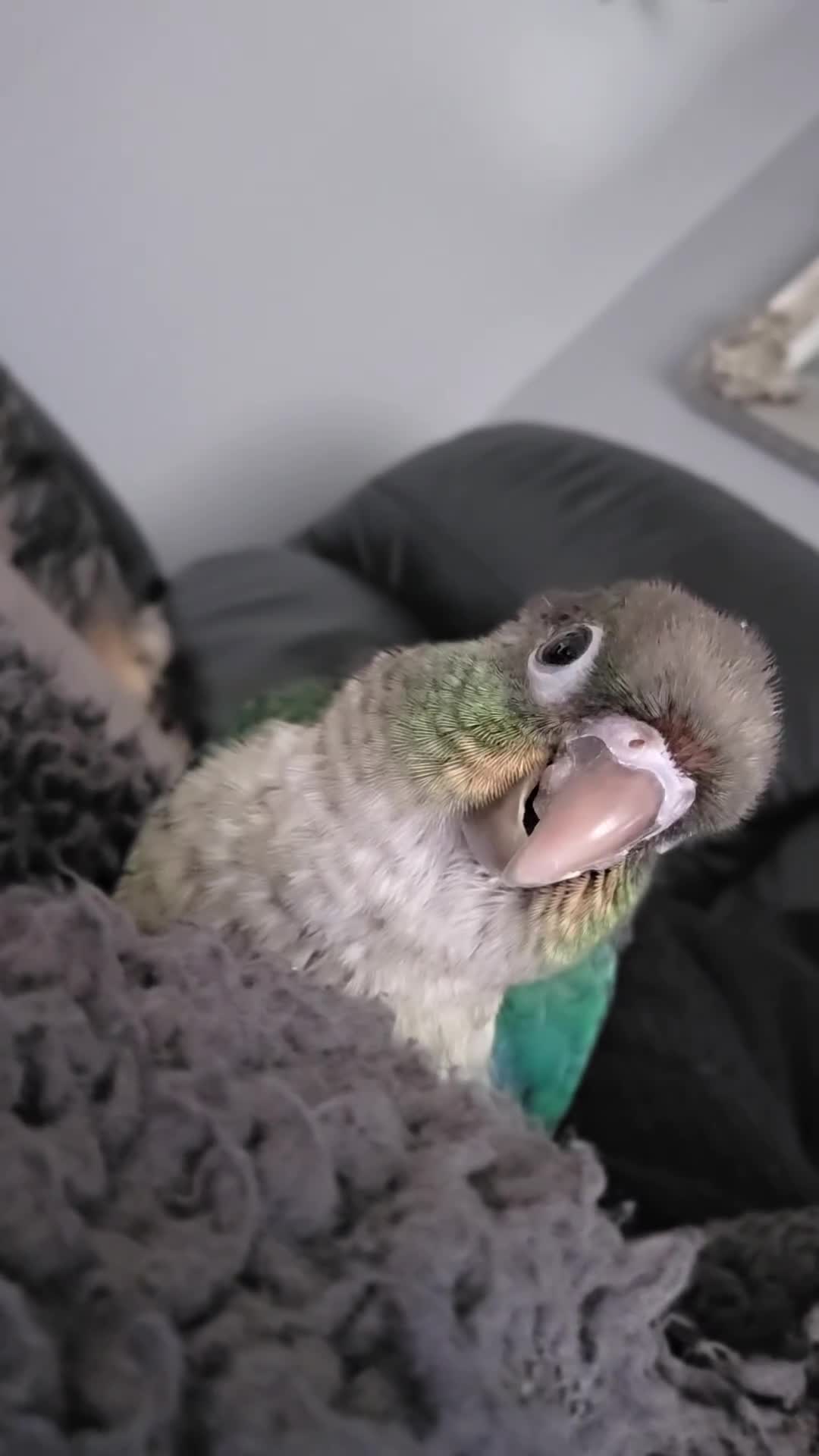 Conures birds for sale: Handreared Tame Baby Conures  - Video 3