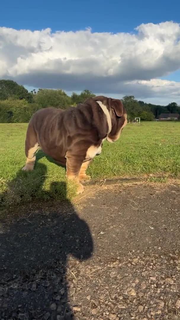 English Bulldog dogs for stud: GLEN COCO for stud in Birmingham - Video 1