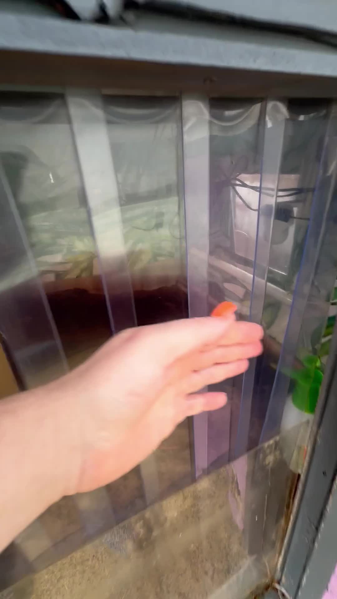 Tortoise reptiles for sale: Sulcata tortoise - Video 1