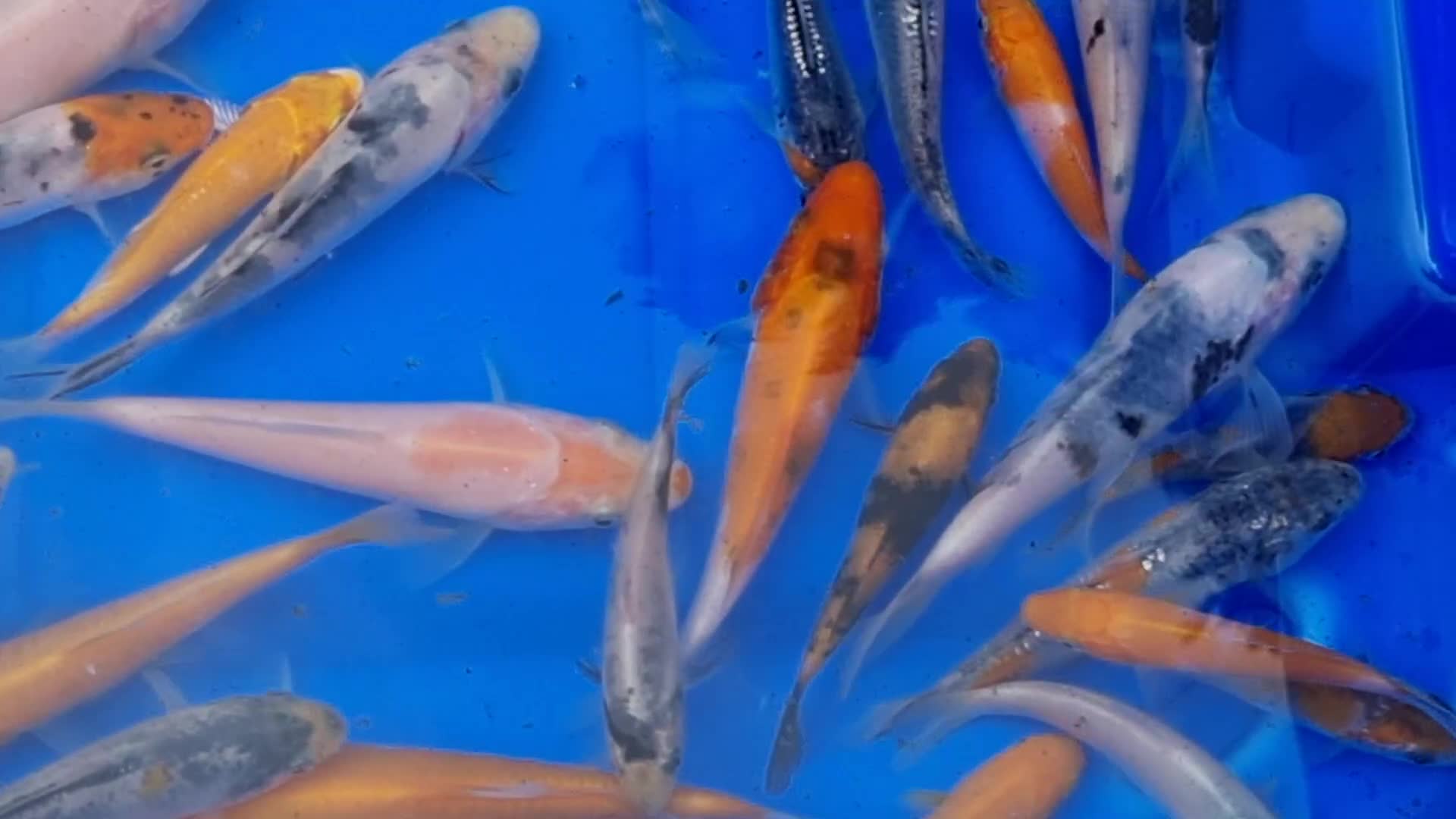 Koi Carp fish for sale: 2 to 4 inch Mixed Koi Carp Fry: young pond fish - Video 3