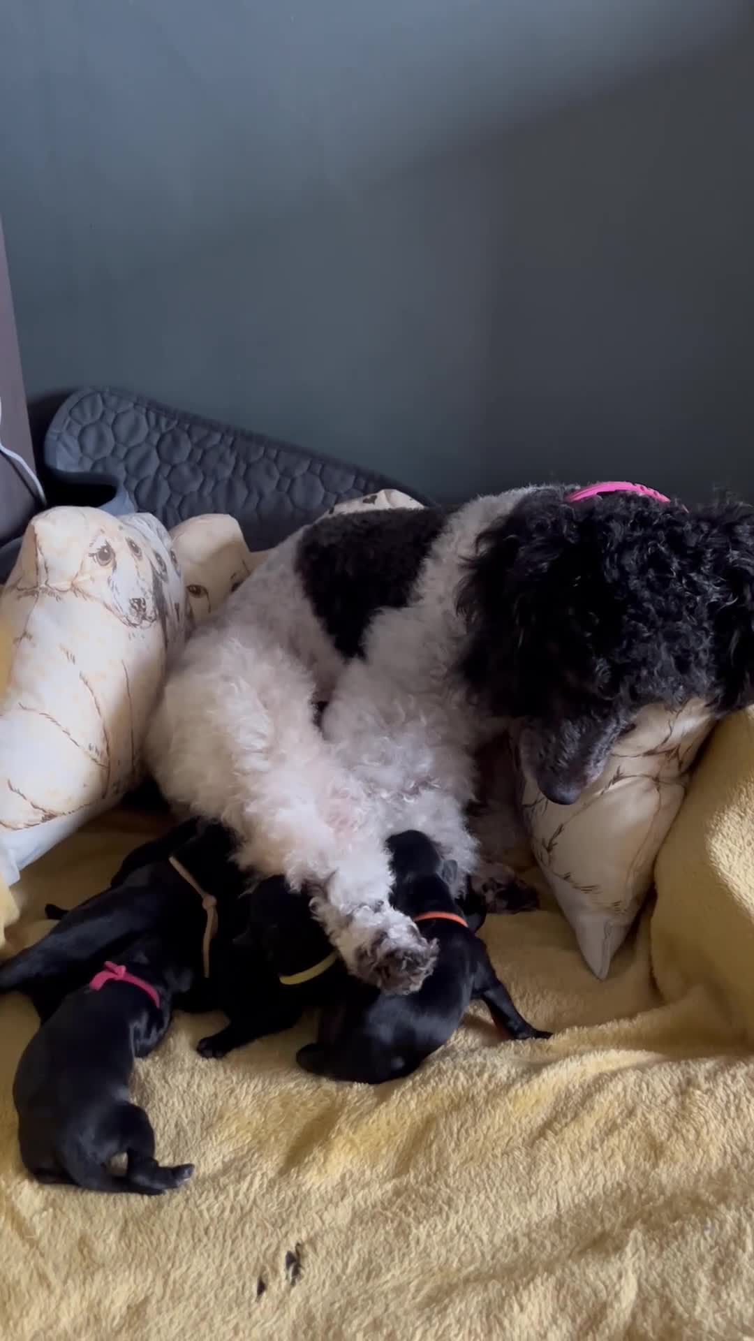 Cockapoo dogs for sale:  **  Cockapoos. Adorable F1 puppies - Video 1