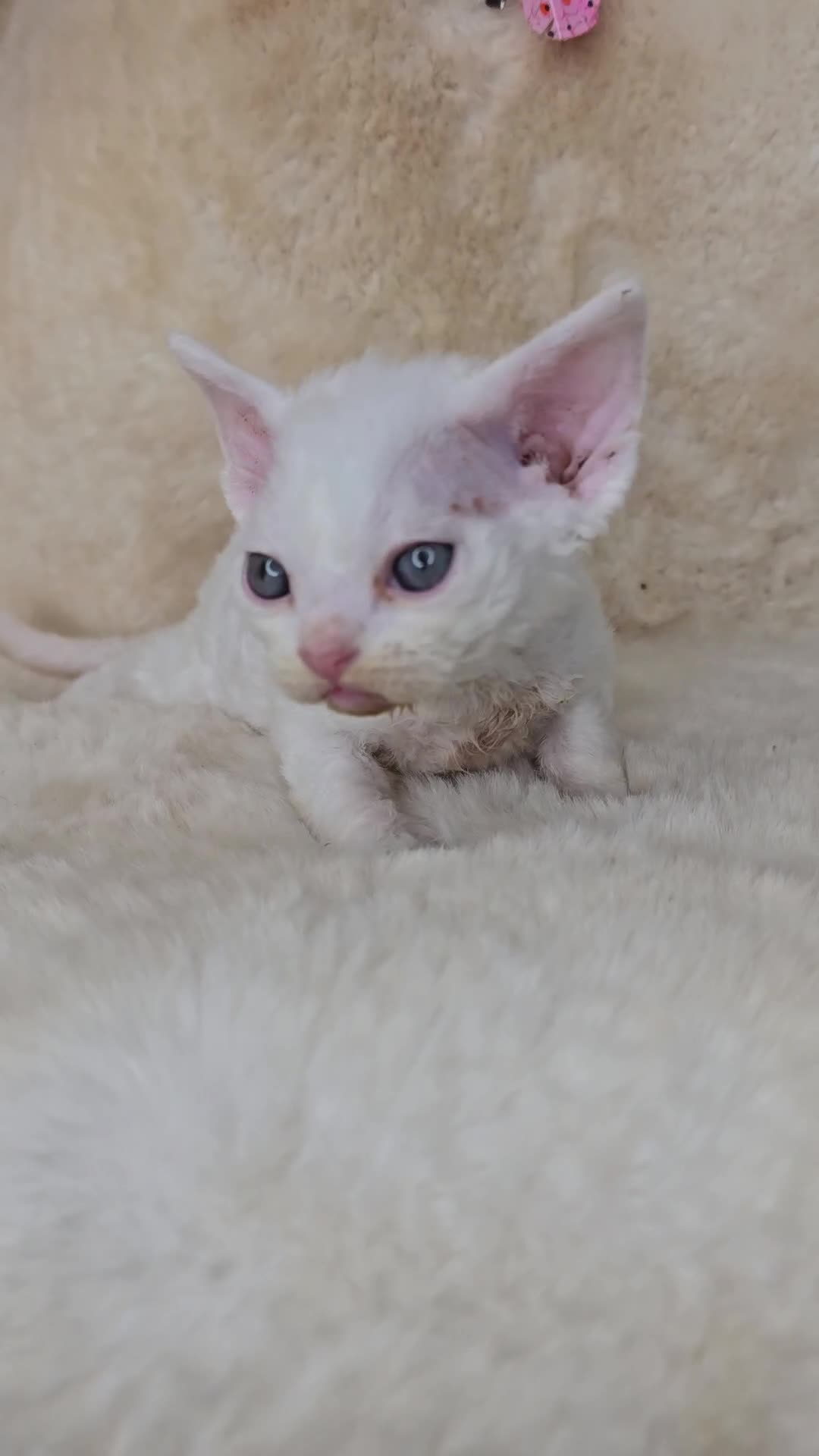 Devon Rex cats for sale: Tow beautiful Devon Rex boys  - Video 1