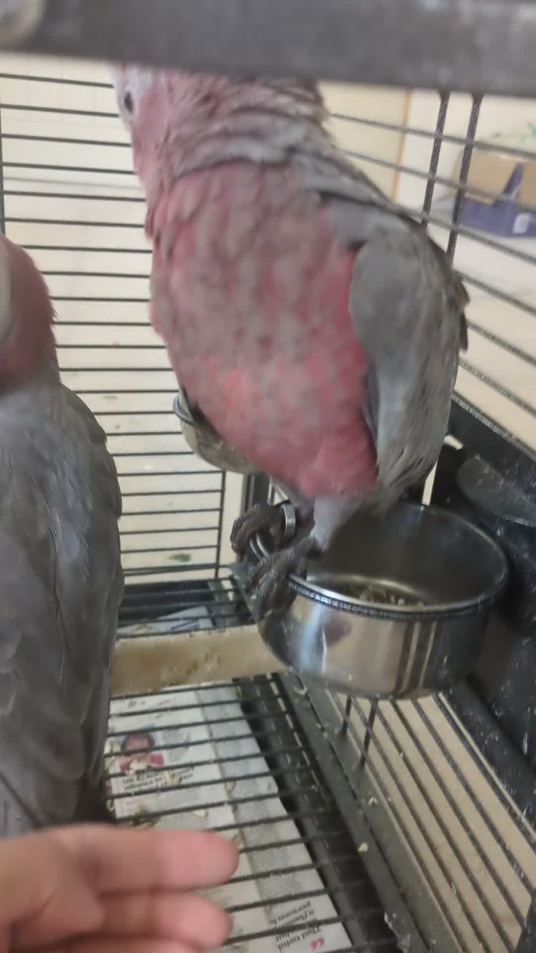 Cockatoo birds for sale: Hand reared baby Galah cockatoos DNA tested cages - Video 2