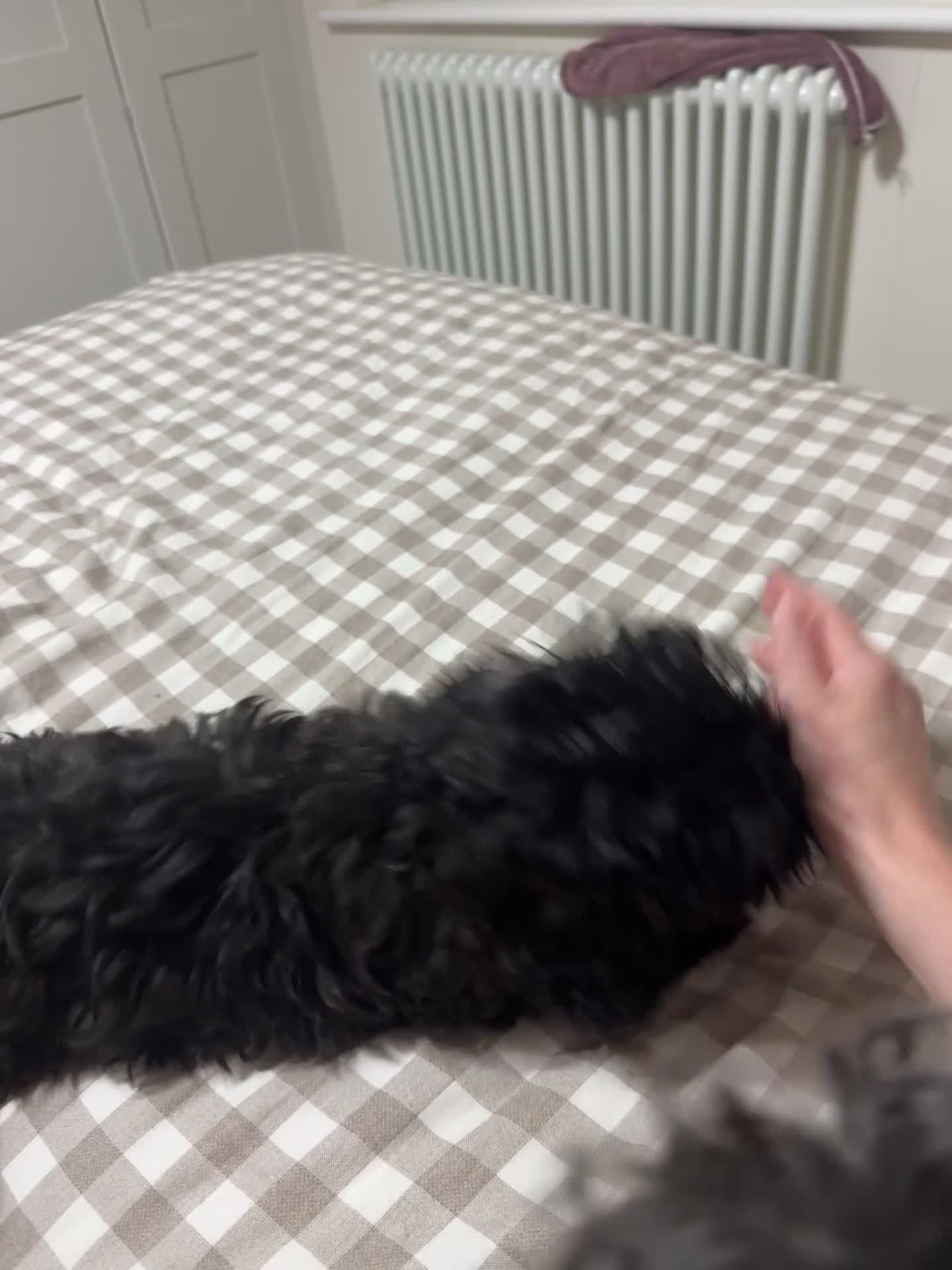 Mixed Breed dogs for sale: READY TO GO Rare Mikipoo puppy  - Video 2