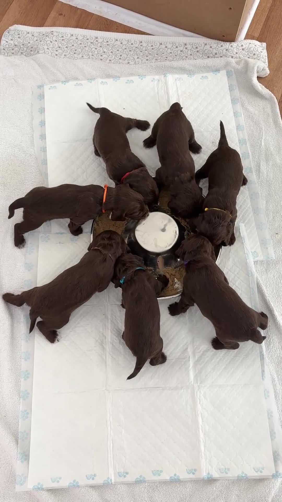 Cocker Spaniel dogs for sale: Top Working Line Cocker Spaniel Puppies in Bedlington - Video 3