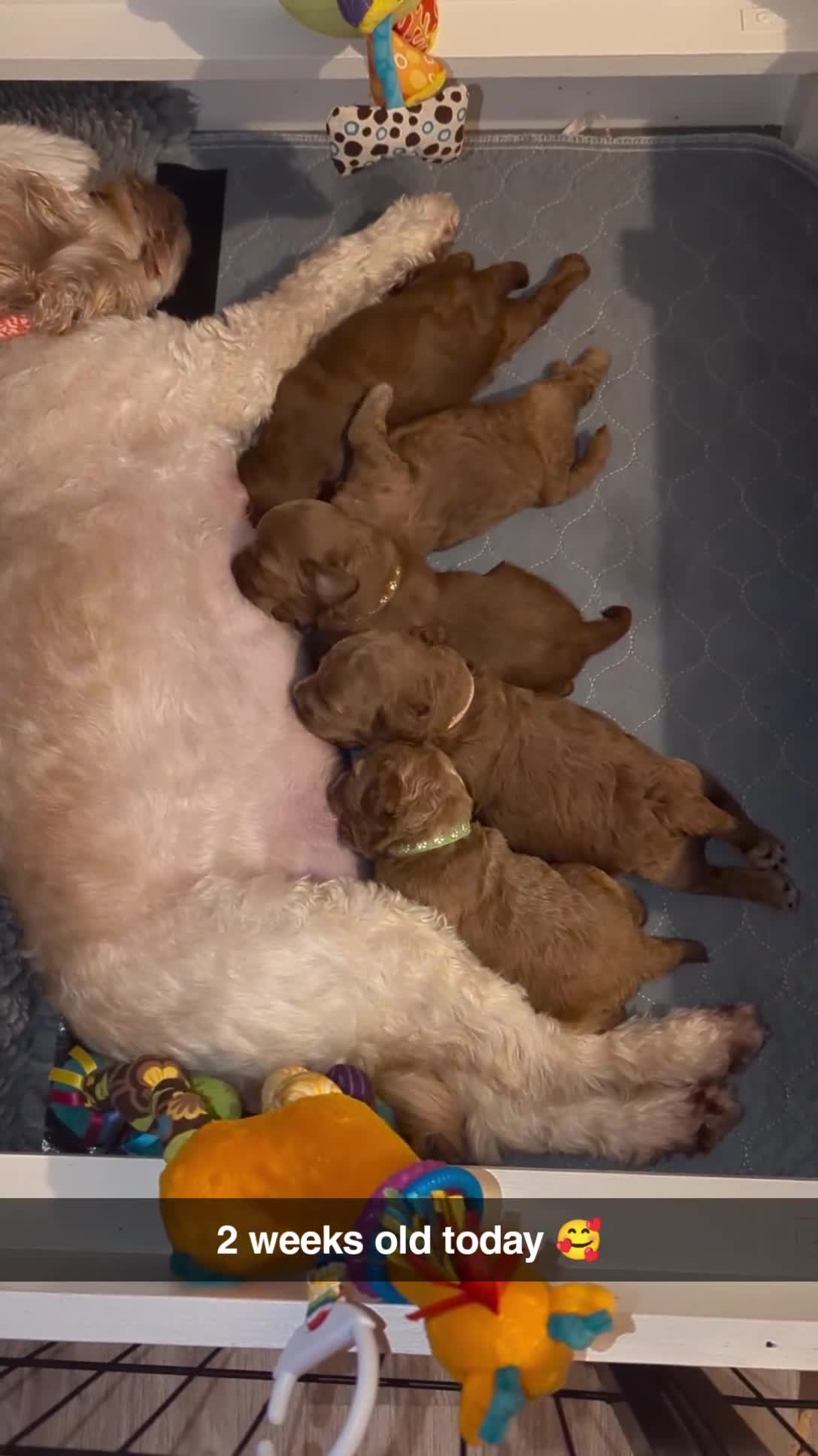 Cavapoo dogs for sale: Beautiful Cavapoo Puppies Available - Video 2