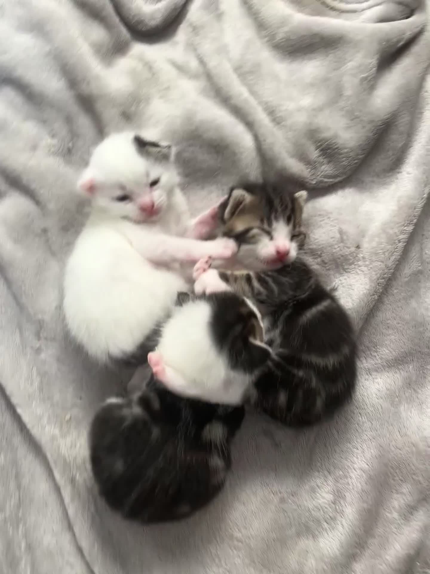 Mixed Breed cats for sale: Mix-breed kittens - Video 1