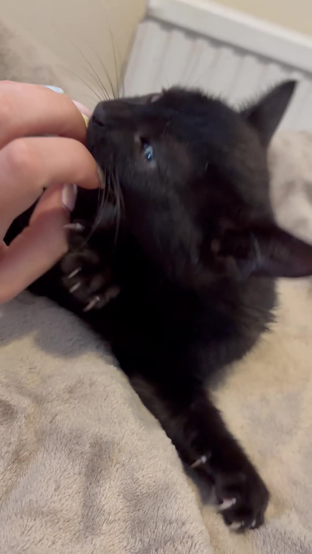 Mixed Breed cats for sale: Blue and Black Bonded Pair Male Kittens - Video 2