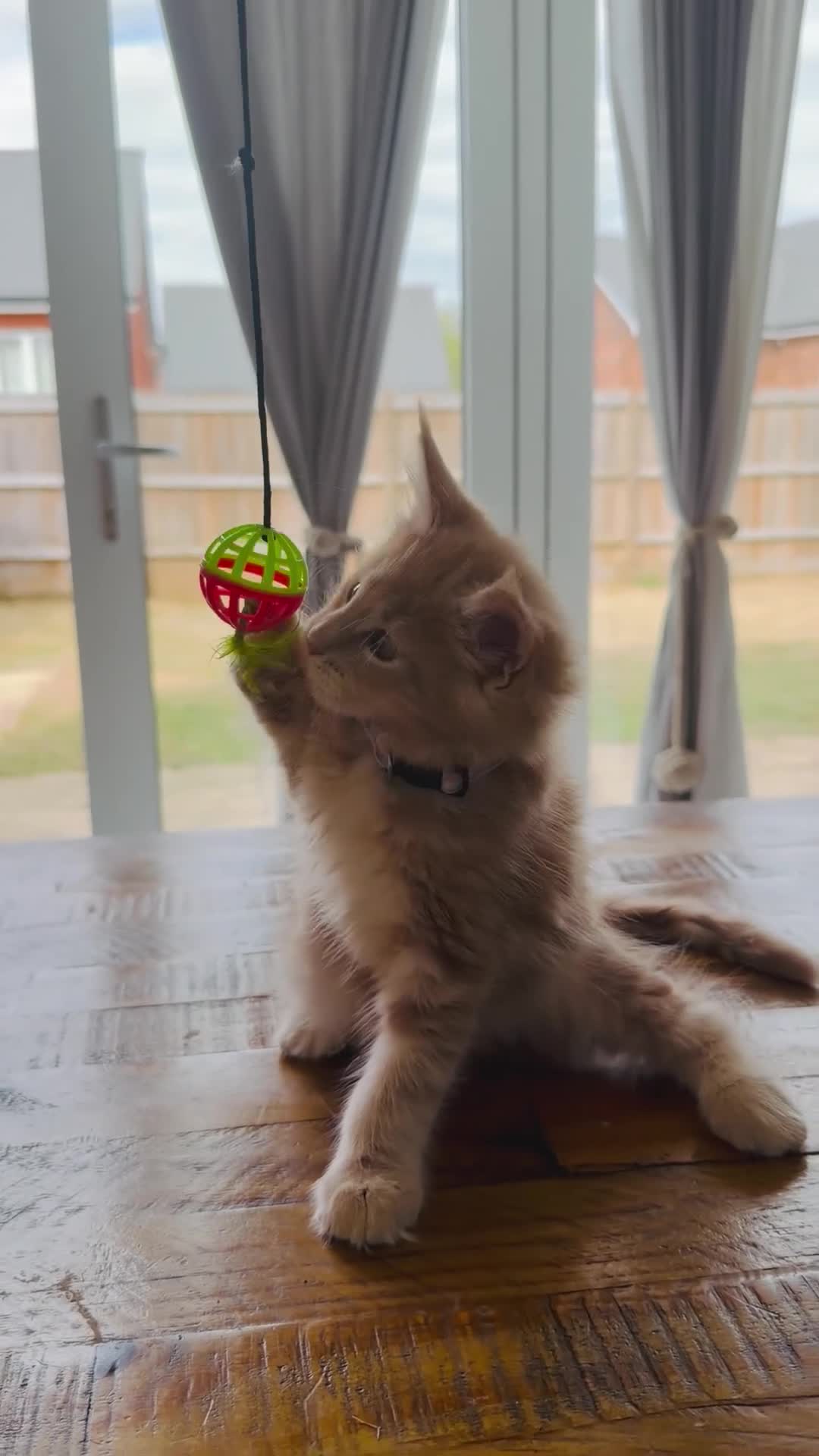 Maine Coon cats for sale: Ready to leave Maine Coon pedigree kittens - Video 3