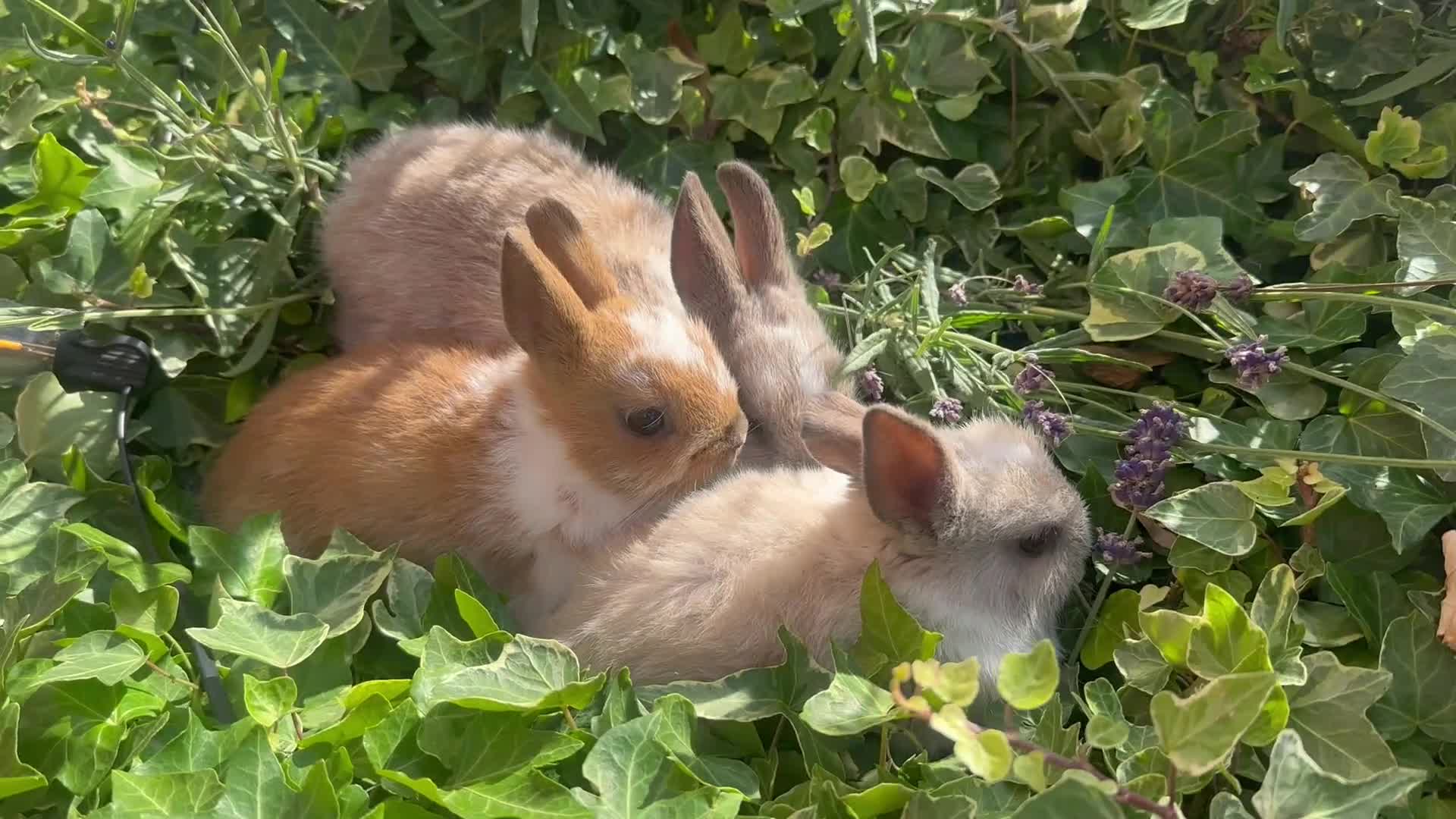 Netherland Dwarf rabbits for sale: SHOW QUALITY PURE BRED NETHERLAND DWARF - Video 1