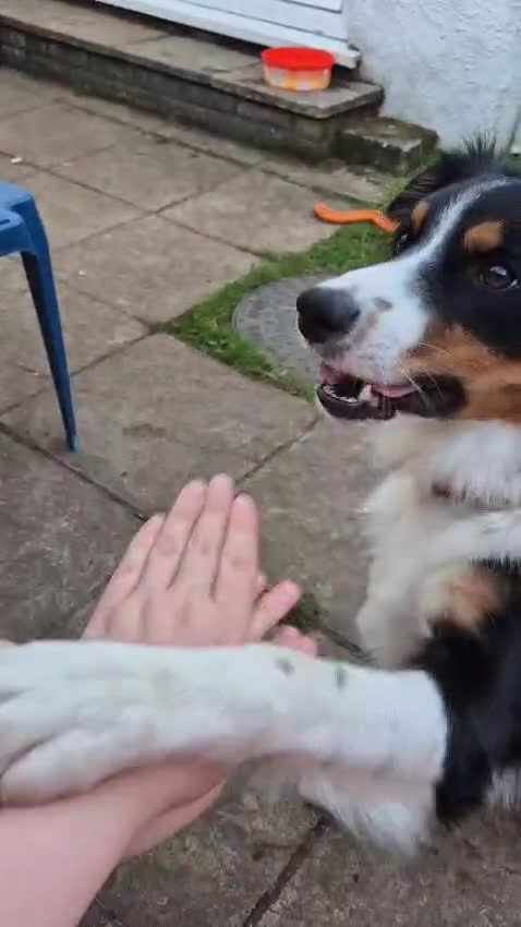Border Collie dogs for adoption: CHARLIE - COLLIE - FOR ADOPTION IN CORNWALL/DEVON - Video 1