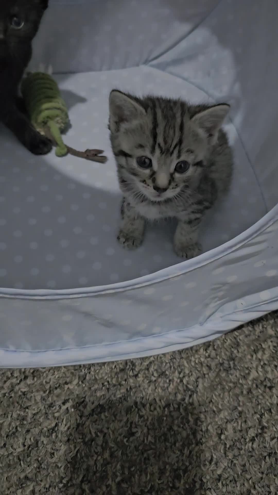 Bengal cats for sale: Bengala - Video 1