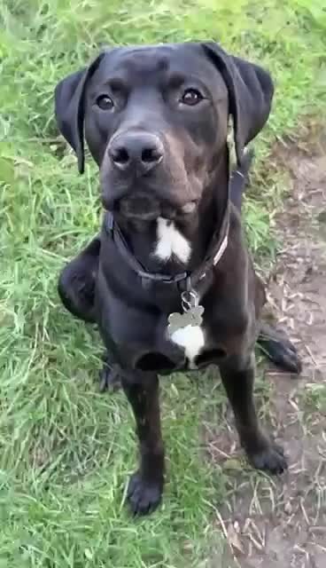 Mixed Breed dogs for sale: Doberman cross lab  in Lincoln - Video 1