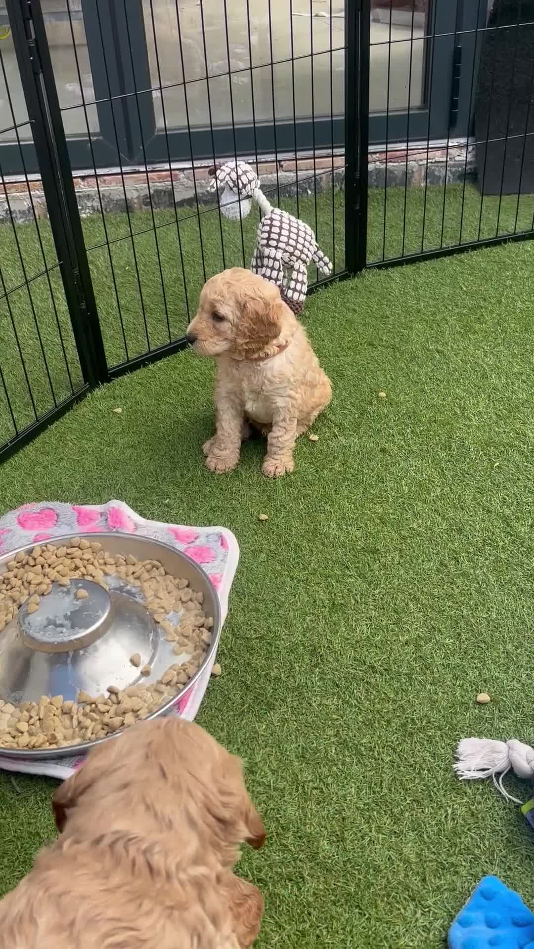 Cockapoo dogs for sale: Leicestershire Cockapoos Exten DNA&Genetic Tested  - Video 3