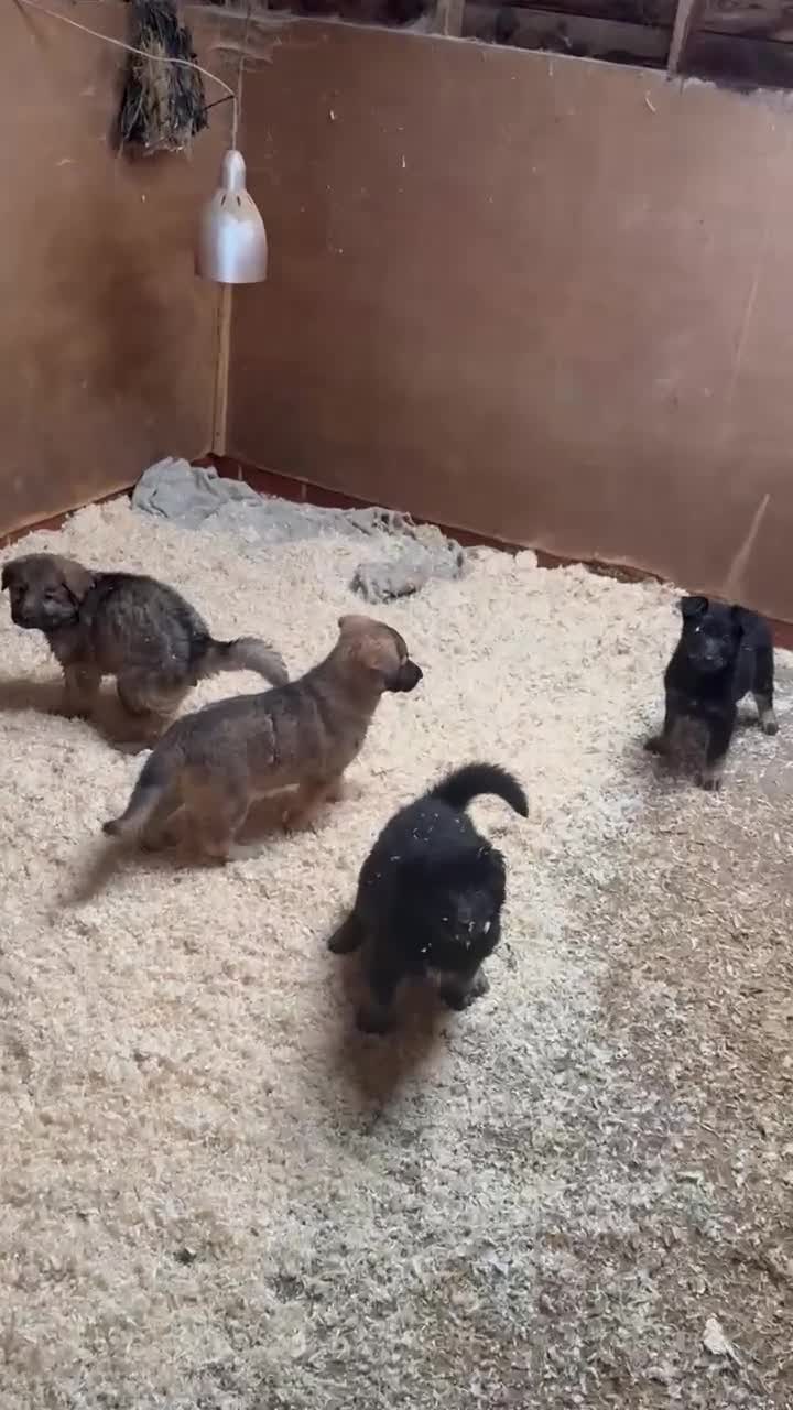 German Shepherd dogs for sale: 4 stunning german Shepherd pups. Very chunky.  - Video 1