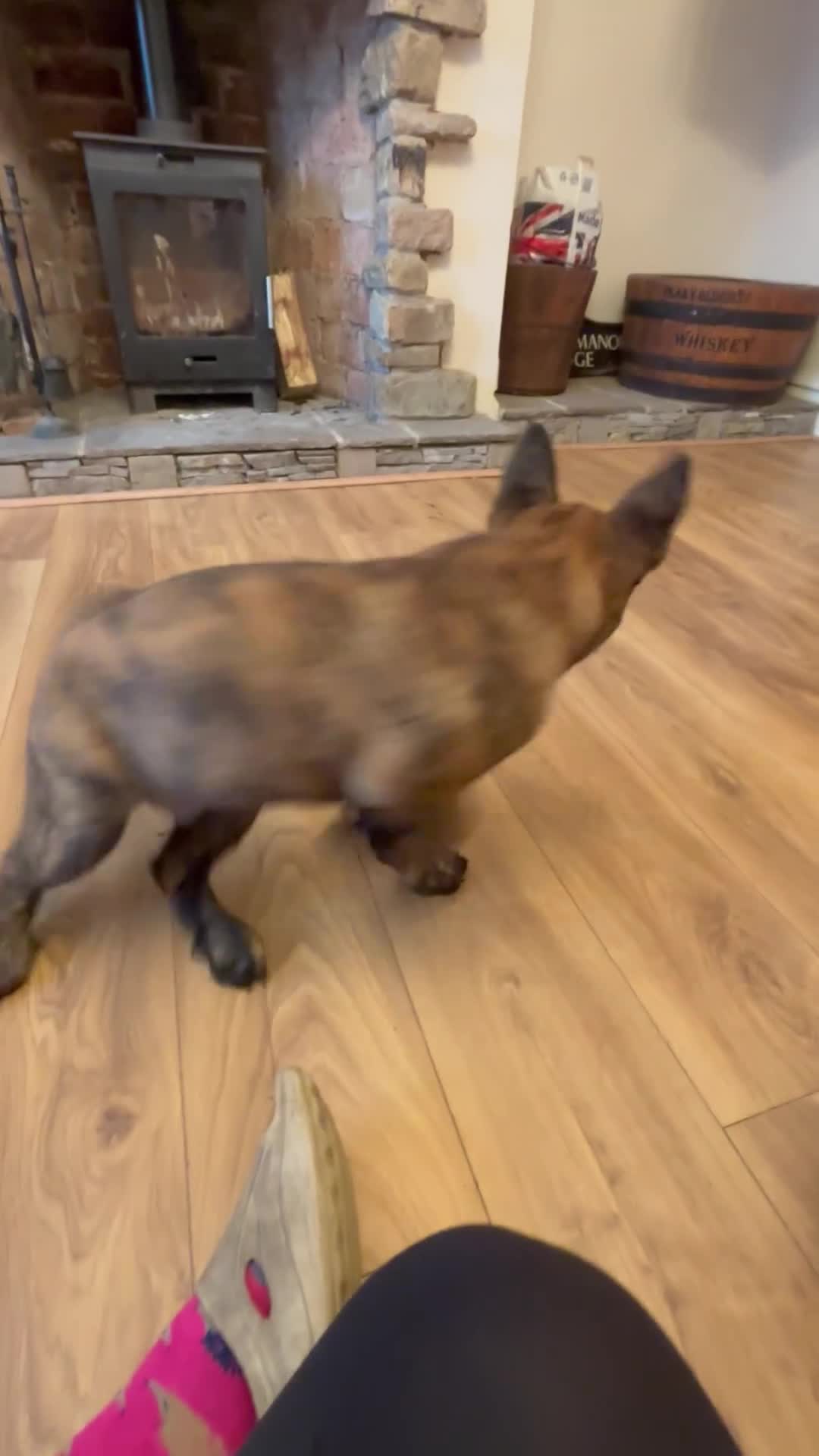 Belgian Shepherd Dog dogs for sale: Dutch herder puppies  - Video 4