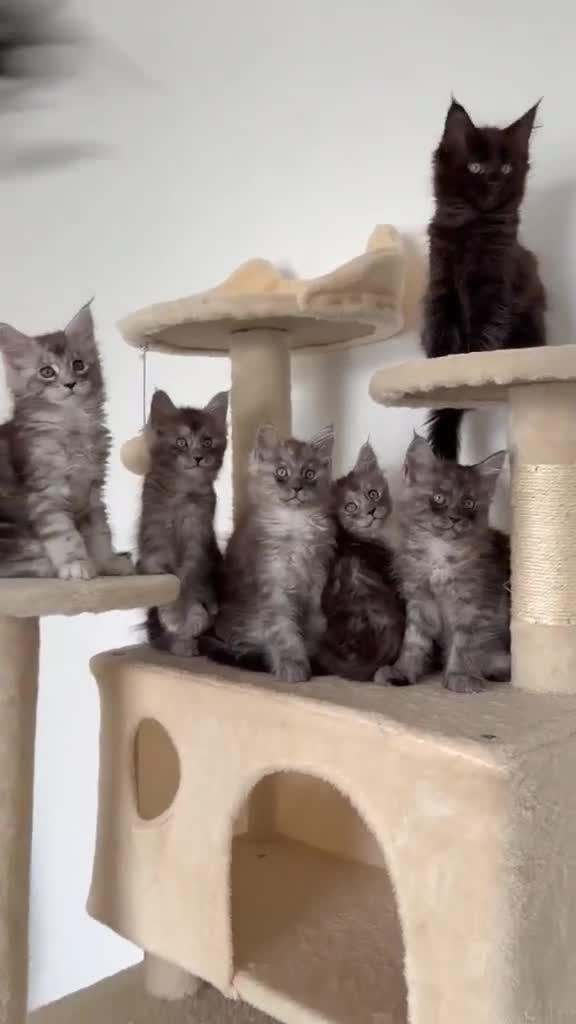 Maine Coon cats for sale: MaineCoon World Champion Bloodlines/London  - Video 3