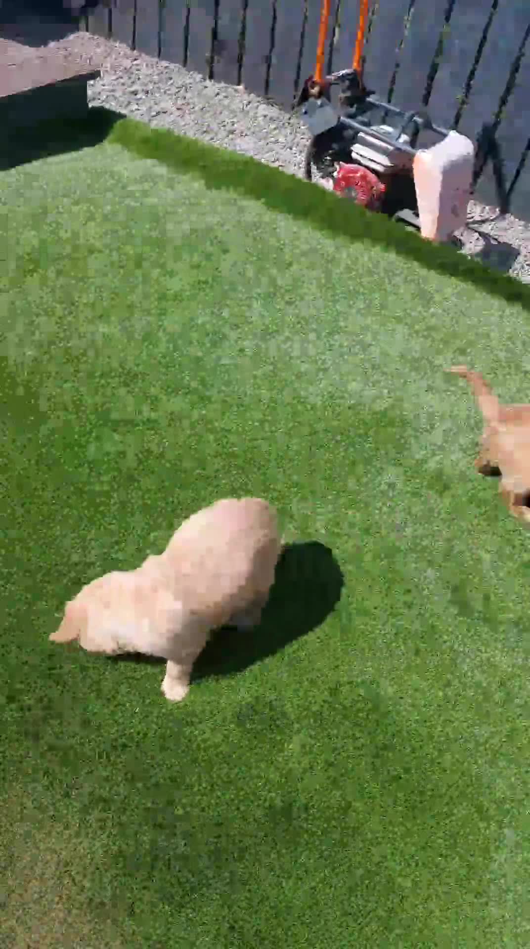 Golden Retriever dogs for sale: 1 BOY LEFT KC  HEALTH TESTED GOLDEN RETRIEVERS  - Video 1