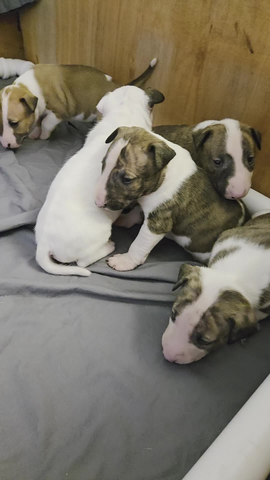 English Bull Terrier dogs for sale: Champion bloodline English bullterrier puppys. - Video 2