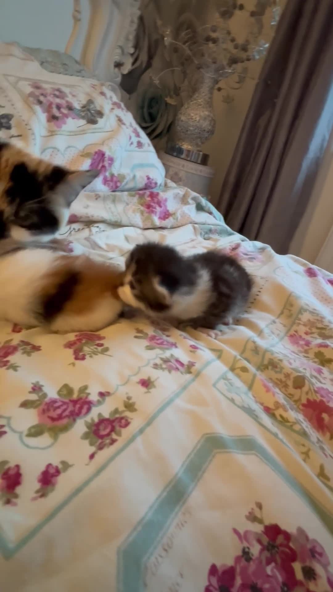 Mixed Breed cats for sale: Girl kittens - Video 3