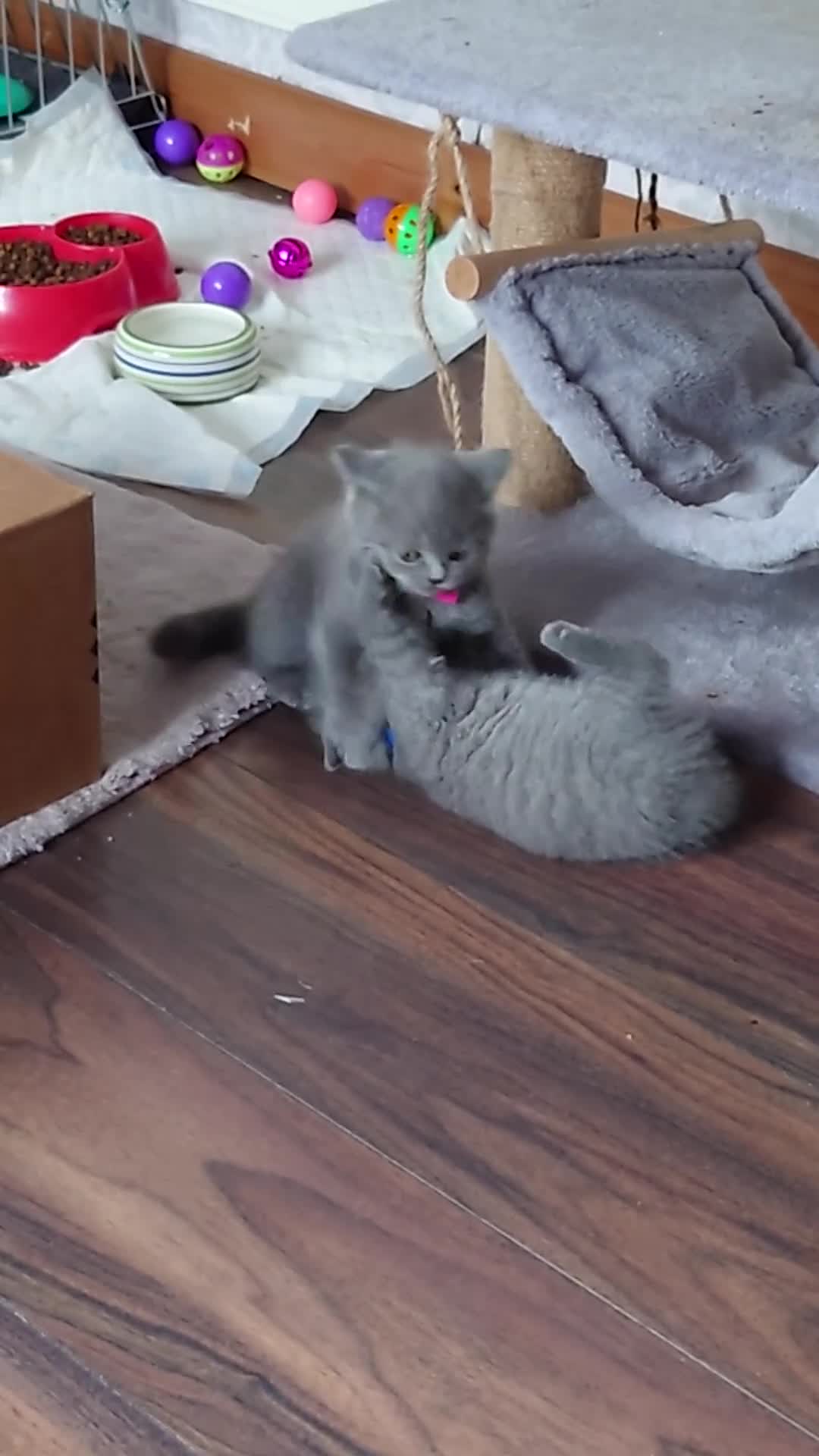 British Shorthair cats for sale: Stunning British short hair kittens  - Video 2