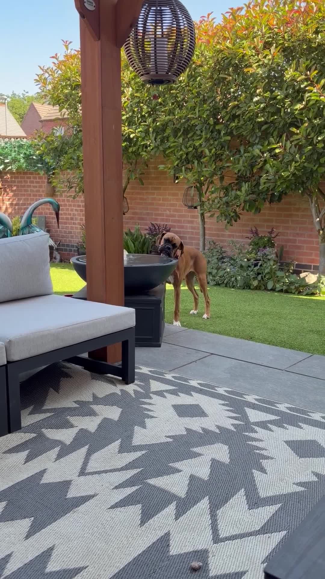 Boxer dogs for sale: Winnie in Coalville - Video 1