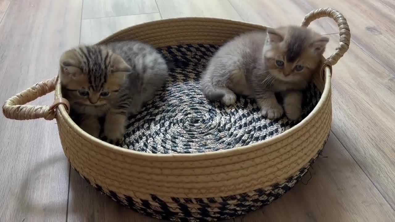 British Shorthair cats for sale: Last kitten left: TICA Golden Black Shaded BSH/BLH - Video 1