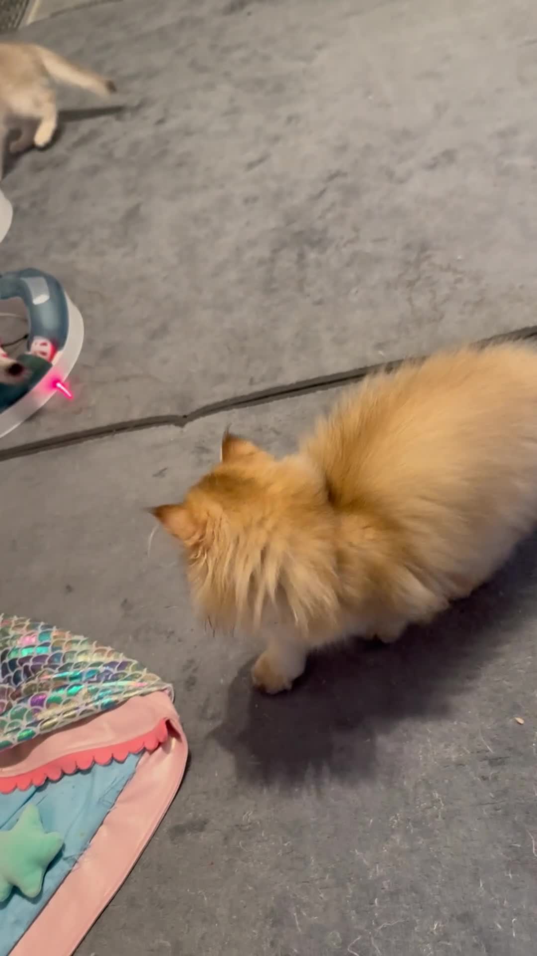 Scottish Fold cats for sale: Scottish Fold and Straight purebred kittens - Video 1