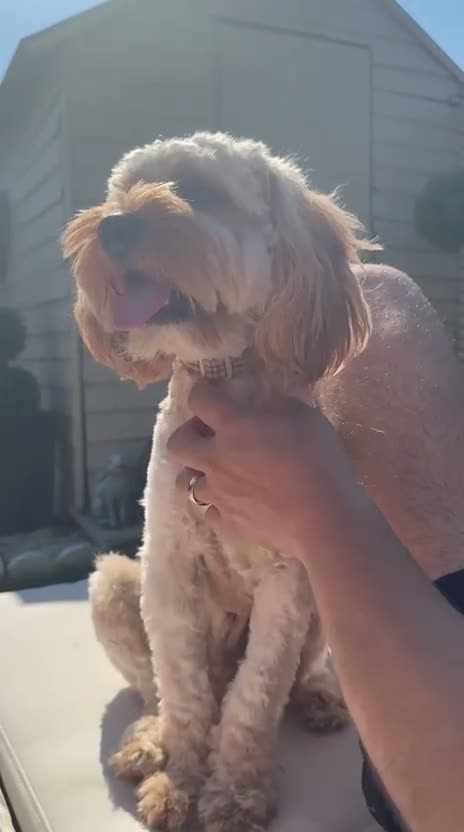Cavapoo dogs for adoption: BEAR FOSTER TO ADOPT-Cornwall/Devon/SomersetBorder - Video 2