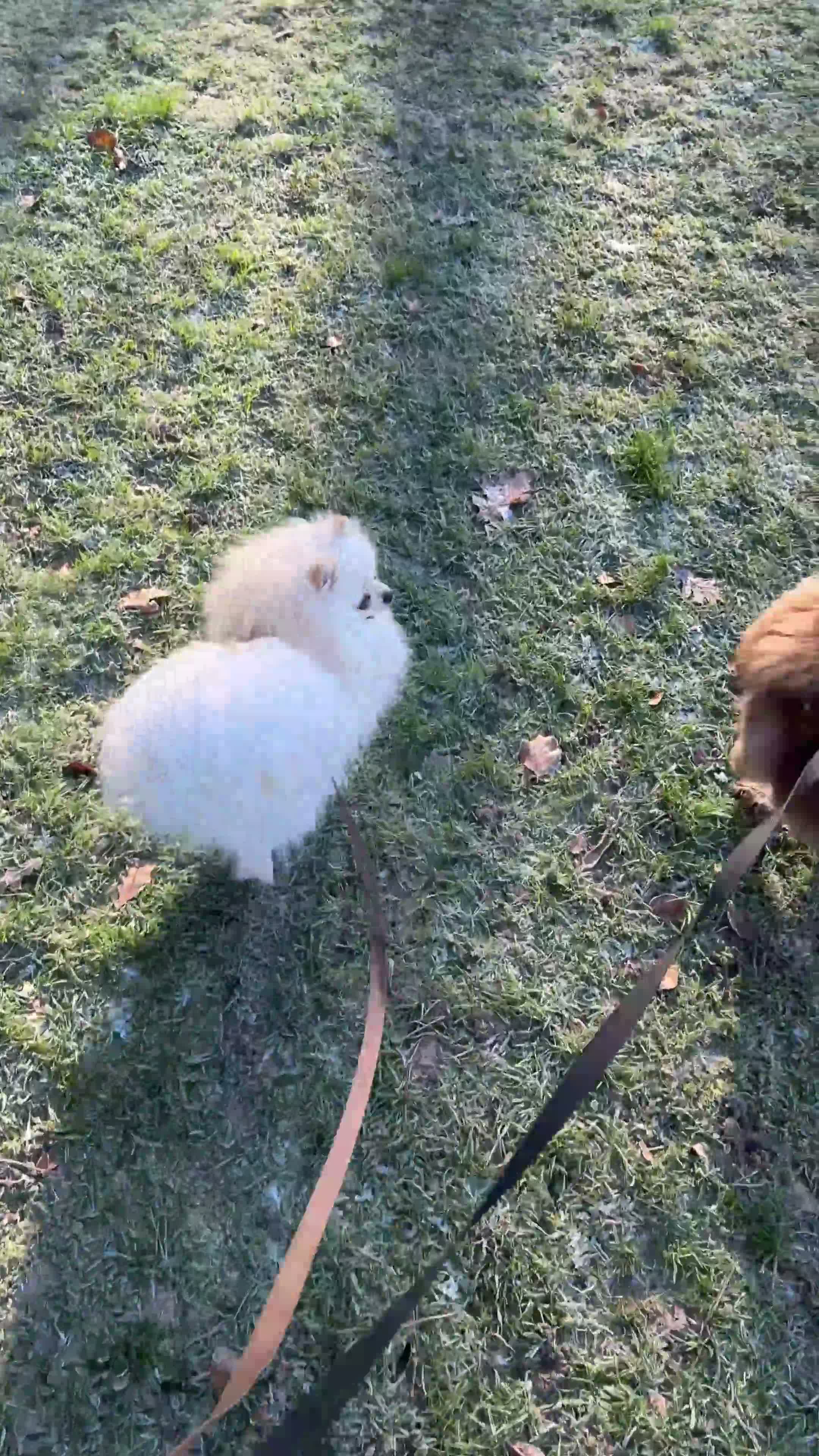 Pomeranian dogs for sale: Gorgeous small Pomeranian puppies 🐻 - Video 2