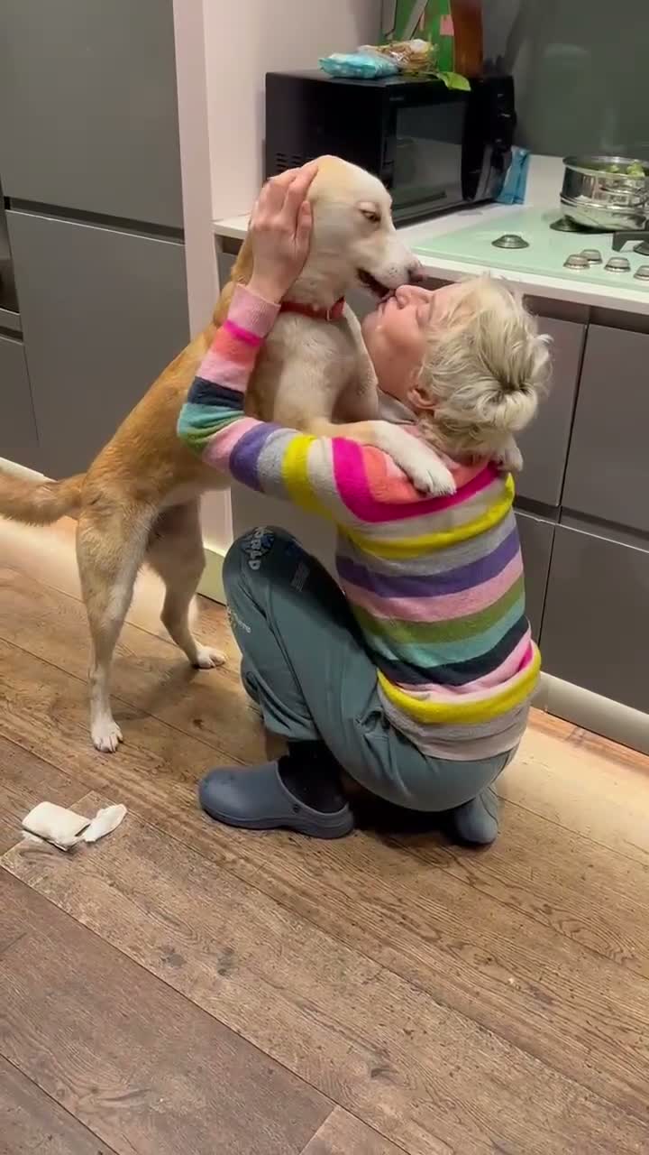 Mixed Breed dogs for adoption: ❤️🐶 GLORIA – A BEAUTIFUL, LOYAL GIRL  in London - Video 4
