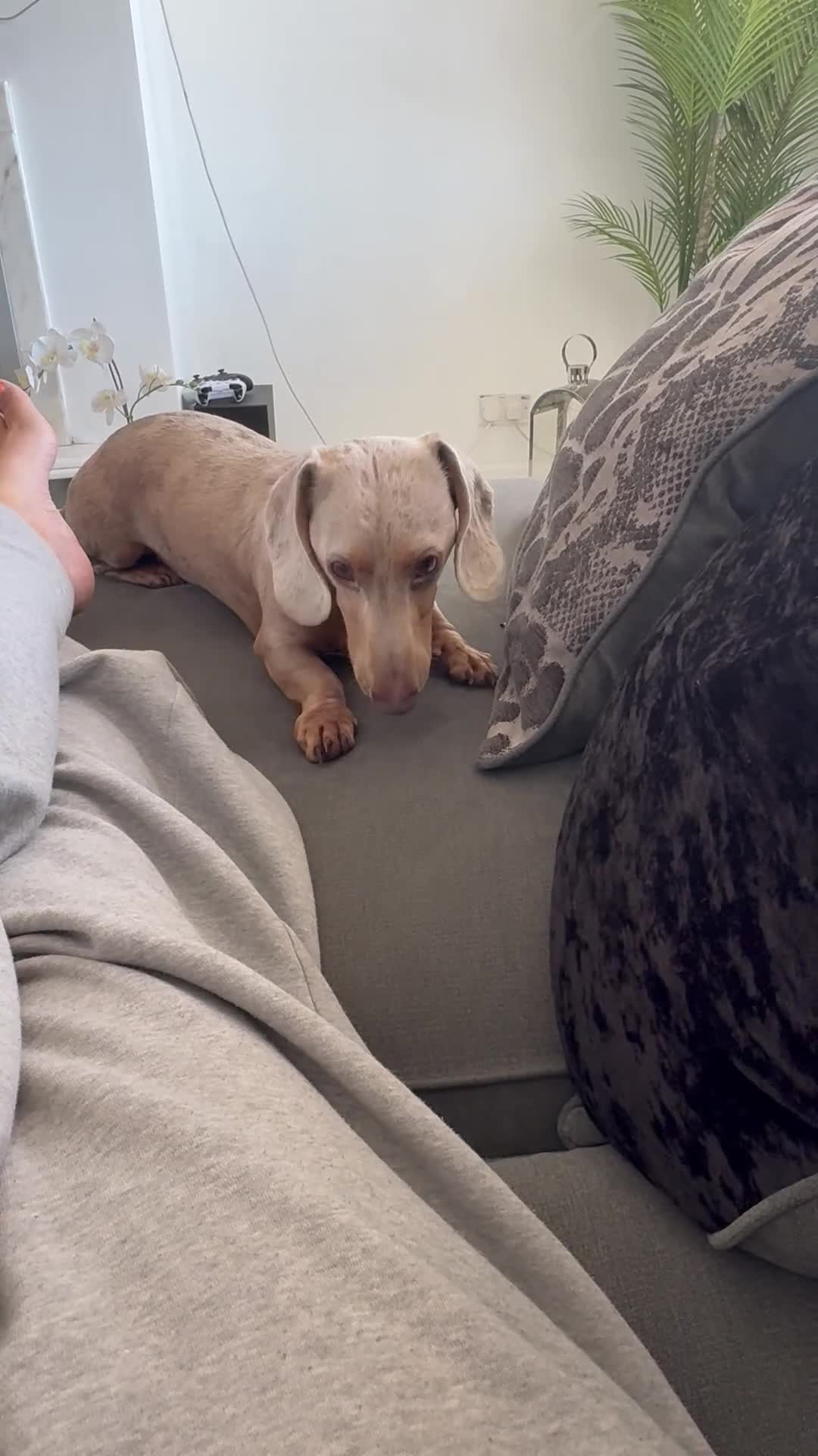 Miniature Dachshund dogs for sale: 2 year old merle dachshund  in Stockport - Video 1