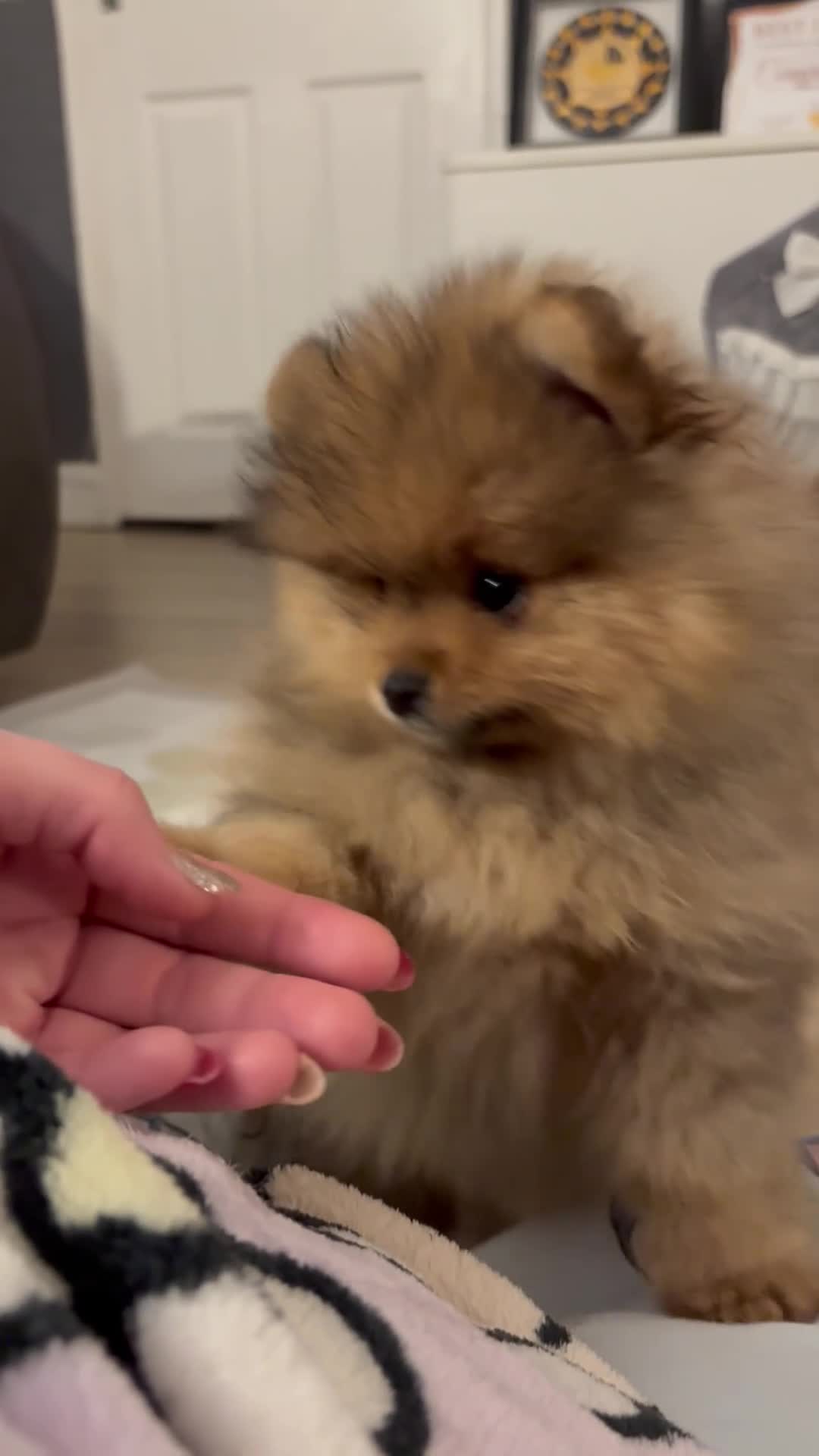 Pomeranian dogs for sale: Rkc Pomeranian Puppy looking for 5* homes - Video 2