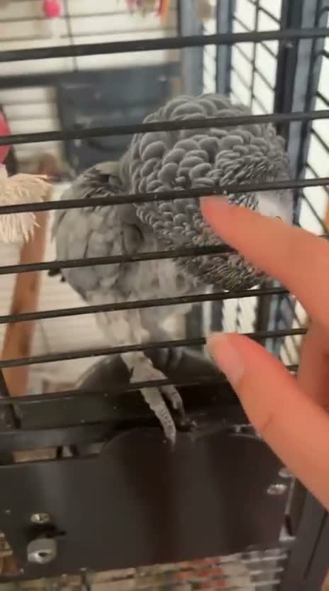 Parrots birds for sale: African grey parrot - Video 1
