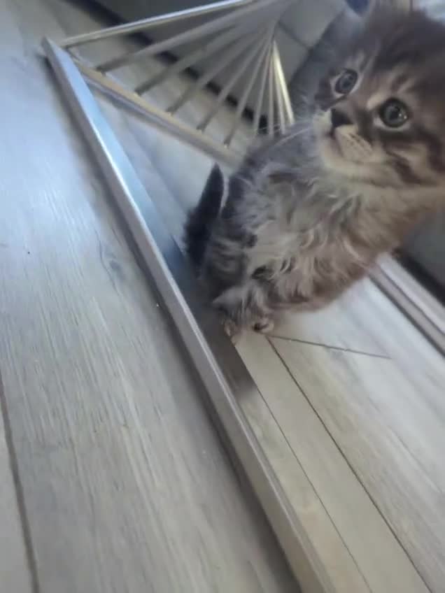Maine Coon cats for sale: Exceptional Maine Coon Kittens for Loving Homes - Video 5