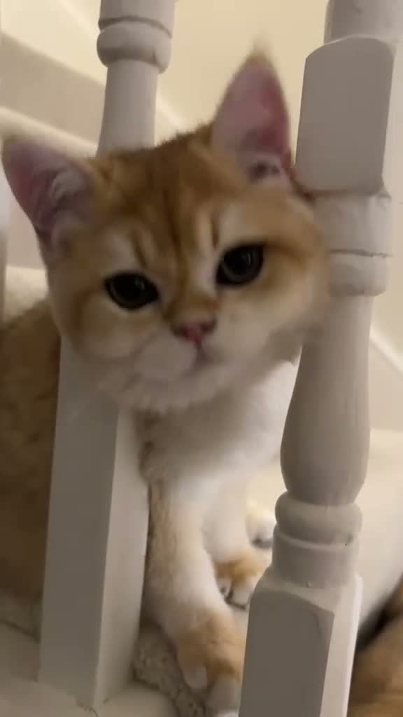 British Shorthair cats for sale: Very Handsome BSH Black Golden Chinchilla ny 12  - Video 1