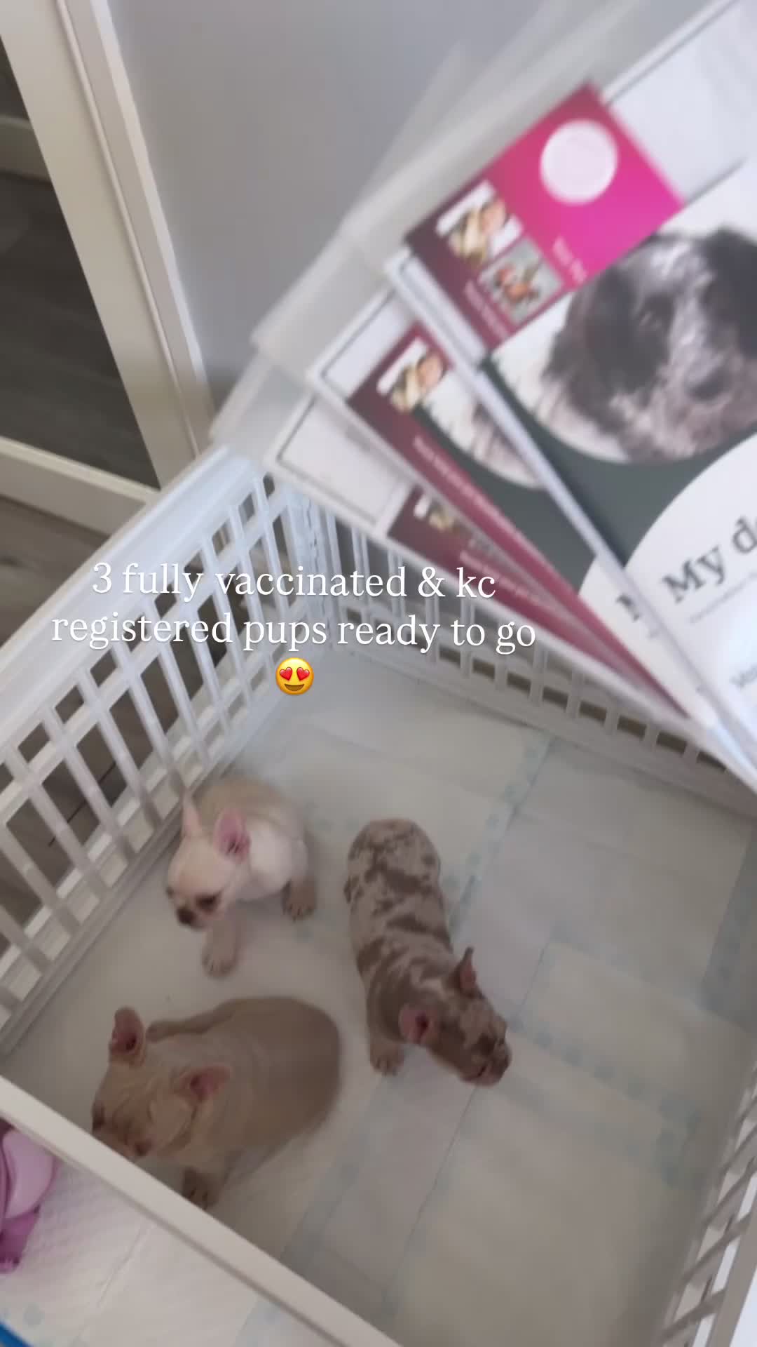 French Bulldog dogs for sale: NEW SHDE Fully vacced KC reg pups ready to go 😍 - Video 2
