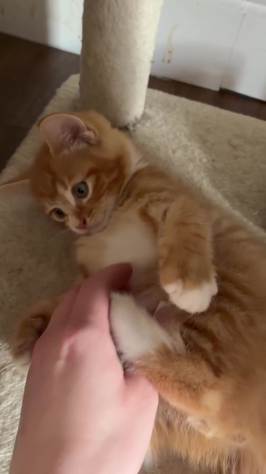 Domestic Shorthair cats for sale: 1 Beautiful Ginger Male Kitten  in Windsor - Video 1