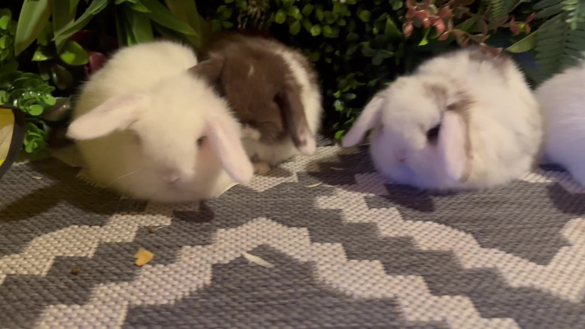 Mini Lop rabbits for sale: Mini lops ready to reserve   - Video 2