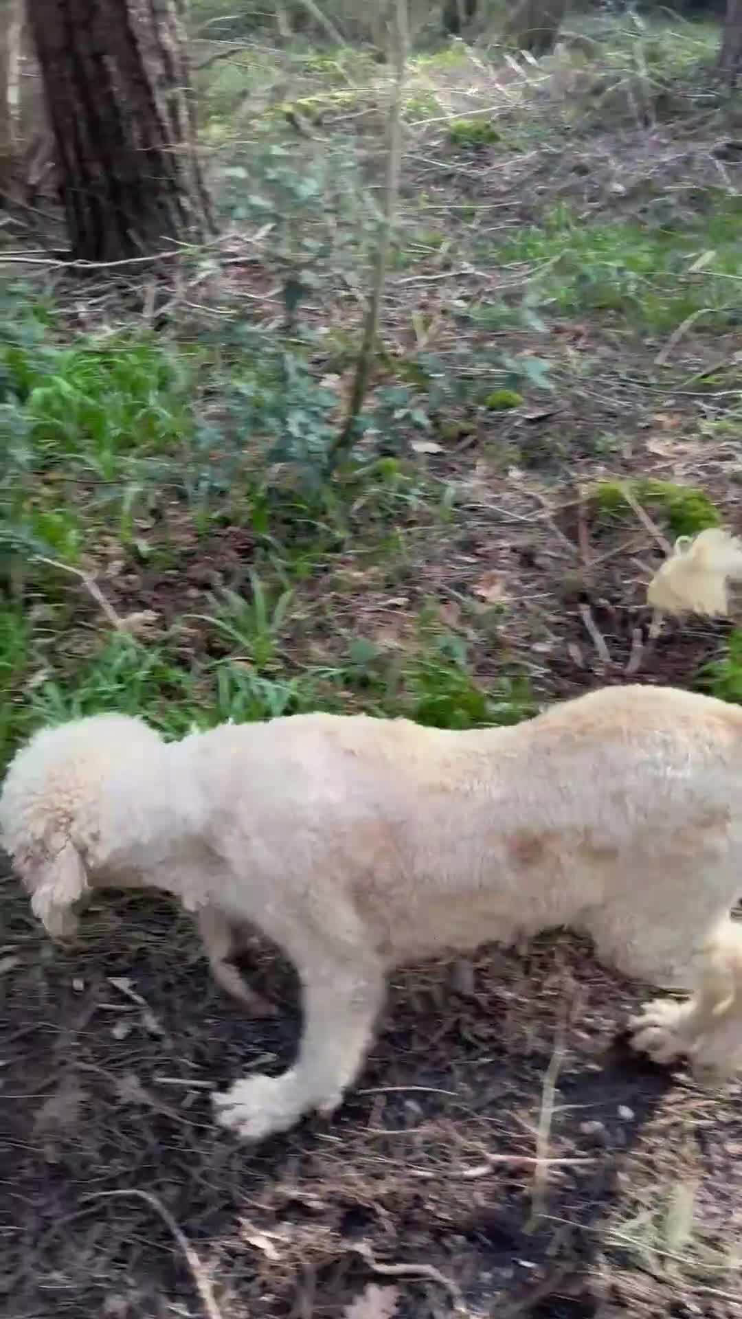 Standard Poodle dogs for sale: My Skye  - Video 1