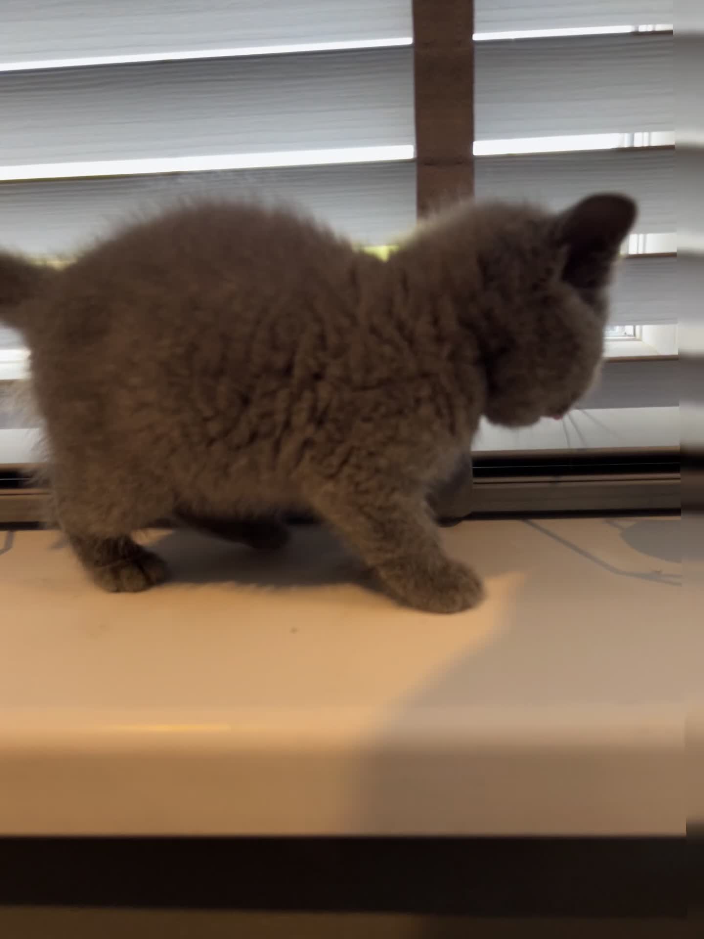 Scottish Fold cats for sale: Scottish Fold Kittens, 3 folds & 1 straight eared - Video 1