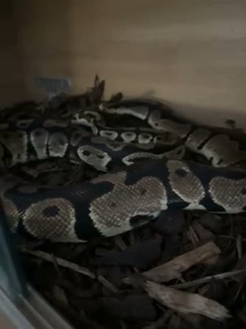 Python Snake reptiles for sale: 🐍 Beautiful Royal Python – Healthy & Well cared f - Video 1